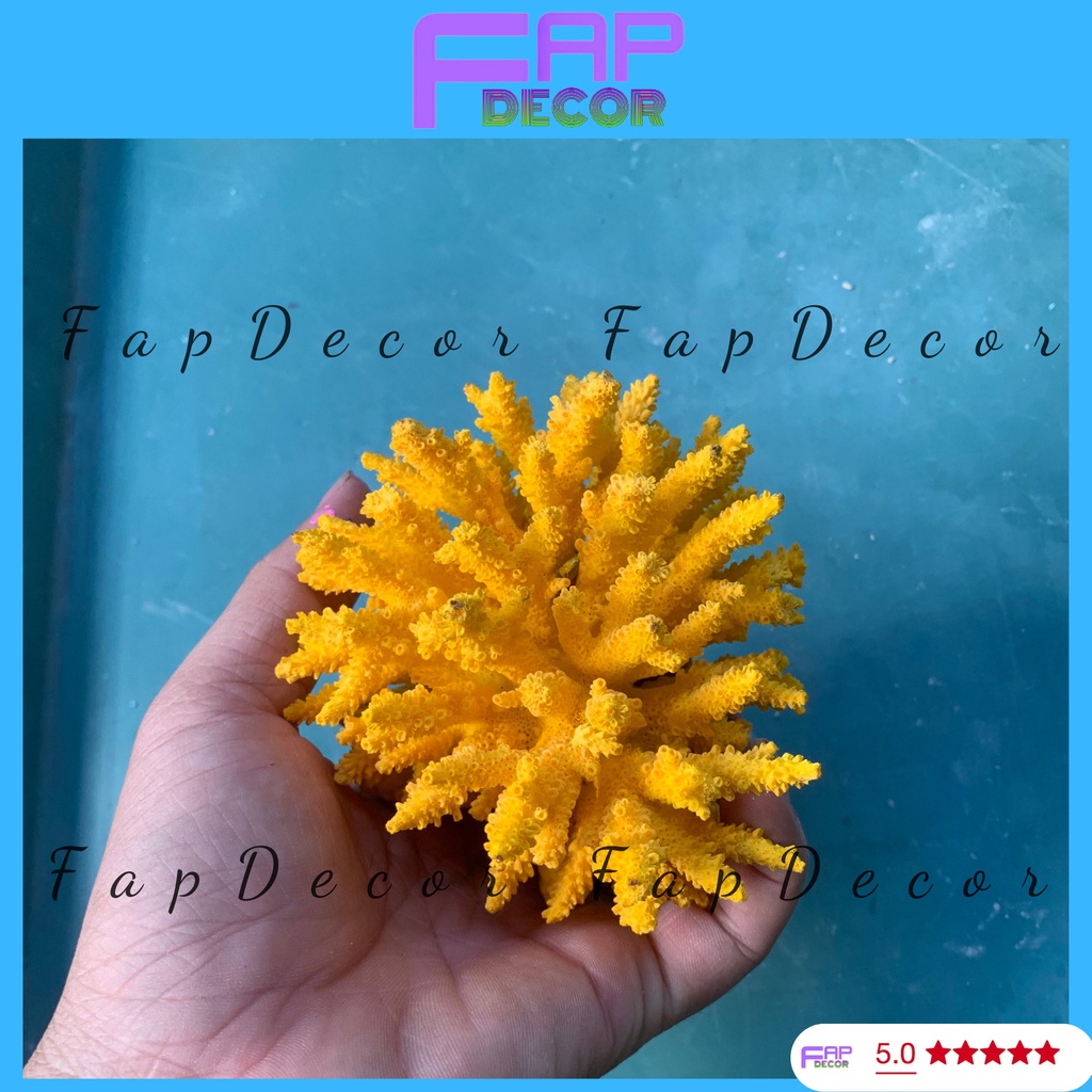 SAN HÔ BÔNG RẠN PHONG THỦY  BIỂN THIÊN NHIÊN PHỐI NHIỀU MÀU TRANG TRÍ THỦY SINH SET UP BỂ CÁ -  FAPDECOR