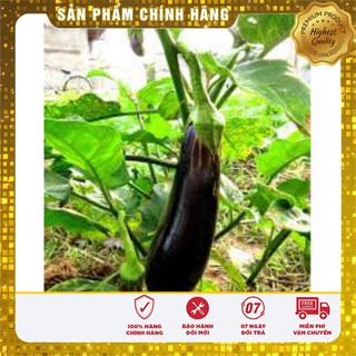 Hạt Giống Cà Tím Dài (2 gr)