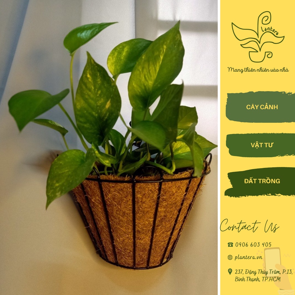 Giỏ Sắt Xơ Dừa Ốp Tường Trồng Hoa Trắng 34Cm - Khay Chậu - Giỏ Sắt