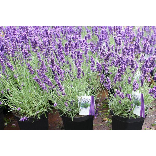 [ Siêu Hạt Giống ] 200H - Hạt giống hoa Lavender (oải hương) - thơm hơn nước hoa