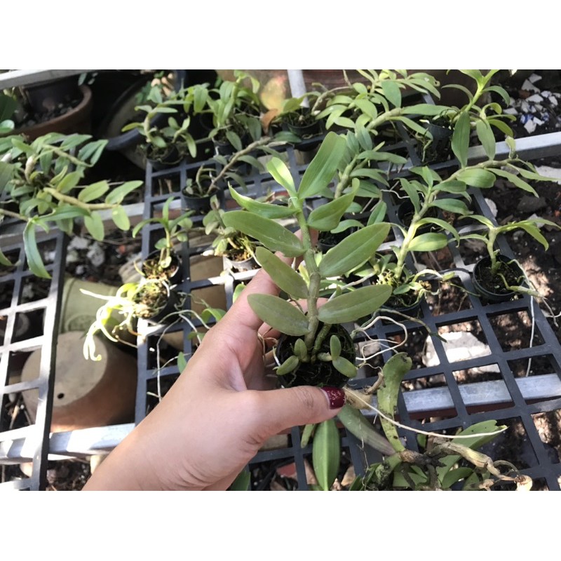 Phi Điệp 5ct Cây Con