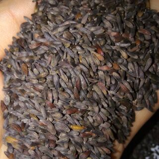 Hạt Cúc Thân gỗ 100k /1.000 hạt