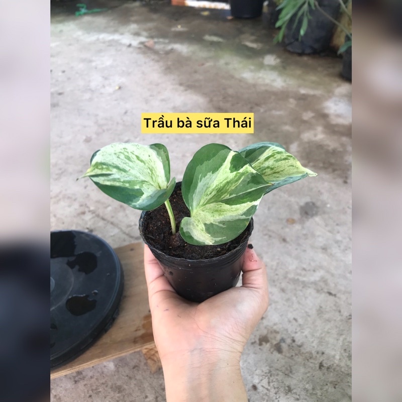 caykiengsadec - combo 8 loại trầu bà - hoa kiểng lá trang trí nội thất cảnh quan sân vườn ngoài trời