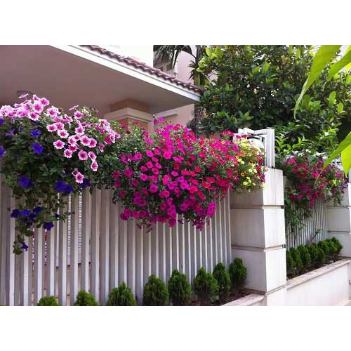 Gói 100 hạt giống hoa dạ yên thảo đẹp, tặng kích mầm
