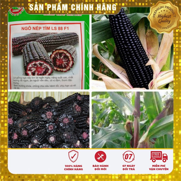Hạt giống Ngô Nếp Tím dinh dưỡng ( gói lẻ 20 hạt)