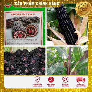 Hạt giống Ngô Nếp Tím dinh dưỡng ( gói lẻ 20 hạt)