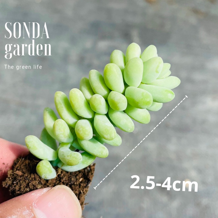 Sen đá chuỗi ngọc bi SONDA GARDEN size mini 2.5-4cm, xuất xứ Đà Lạt, khoẻ đẹp, lỗi 1 đổi 1