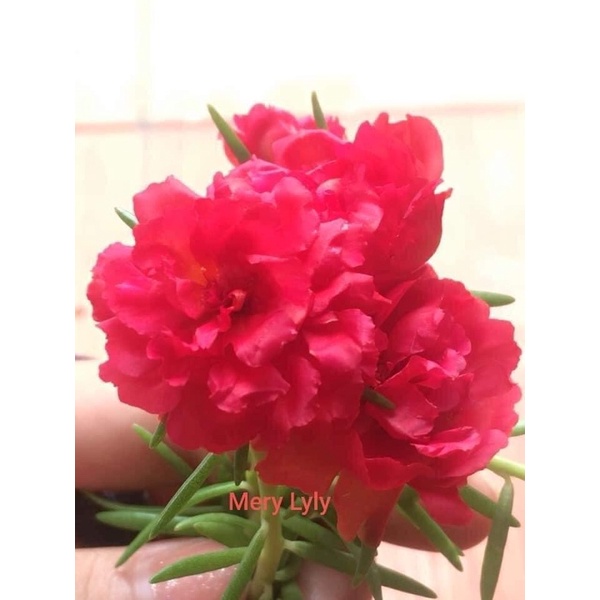 Combo 50 cành hoa 10 giờ màu đỏ thái kép