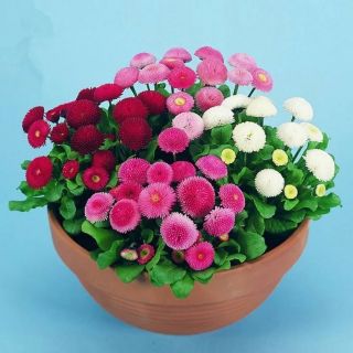 Hạt giống cúc anh 100 hạt