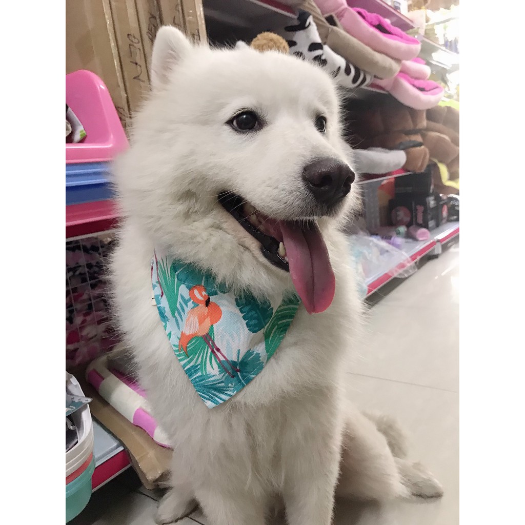 VÒNG CỔ CHO CHÓ CÓ KÈM KHĂN YẾM XUDAPET  - XDP01VCK