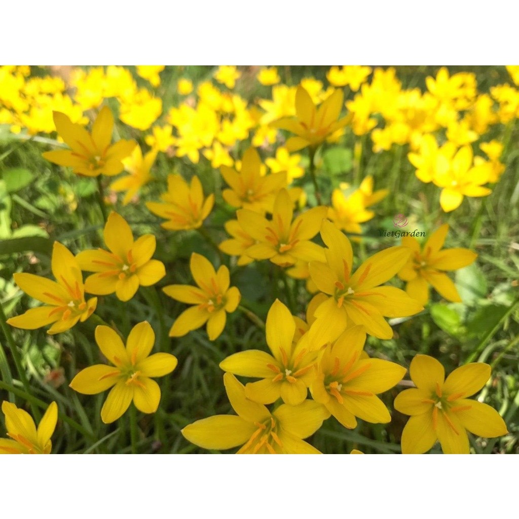 Củ hoa huệ mưa vàng siêu xinh, cho hoa quanh năm, đẻ củ nhanh, thu hạt gieo tốt