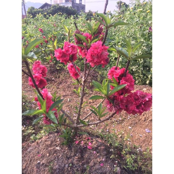 Phân bón hữu cơ organic dạng viên nén tròn