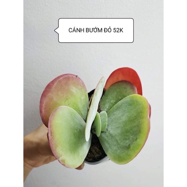 Sen đá CÁNH BƯỚM ĐỎ