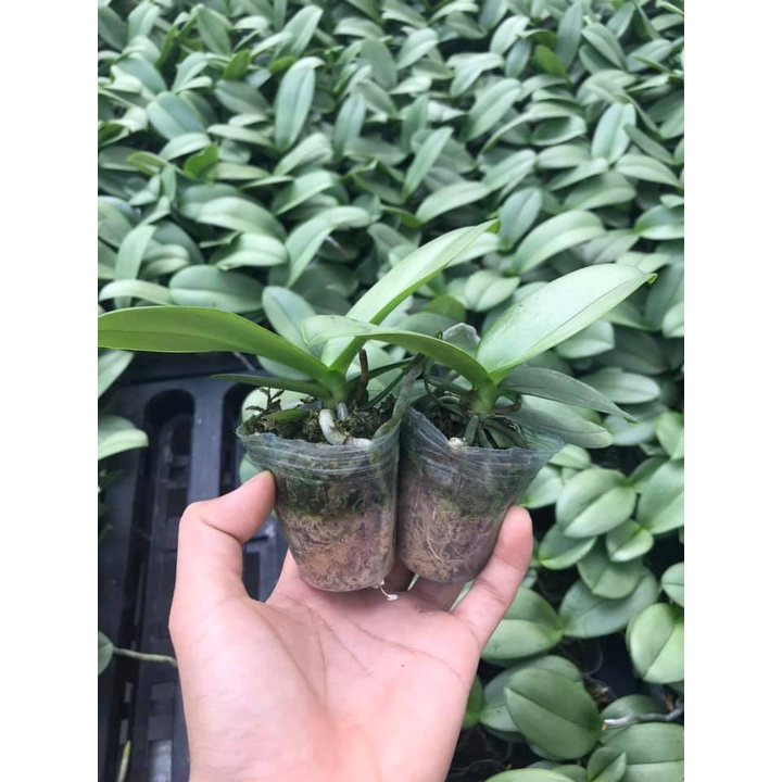 Hồ điệp giống hoa đại 10 màu cây to khỏe cốc 1.7 rất đẹp