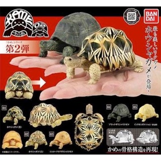 Mô hình rùa BANDAI chính hãng rùa vàng