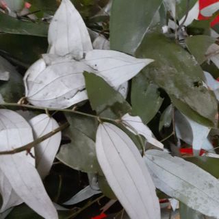 Cây tắm  cứng  xương   người  thái (dùng  nấu  nước  tắm  cho bé)