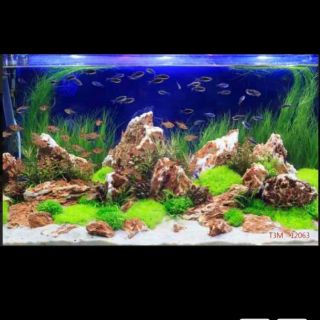 Tranh 3D dán trang trí bể cá cảnh