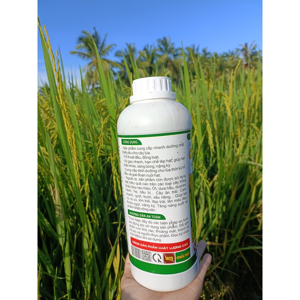 CHẮC HẠT 1L, chuyên lúa, mập đồng, nặng ký, to hạt, trổ đều, xanh lá đồng, cứng cây