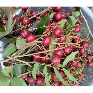 Giống cây nhãn tím - cây giống nhập khẩu