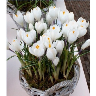 3 củ giống hoa nghệ tây hoa màu trắng KNS213