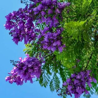 CÂY GIỐNG HOA PHƯỢNG TÍM