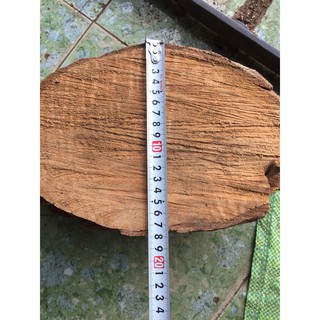 Combo 5 miếng gỗ vú sữa ghép lan đường kính từ 16 đến 20 cm