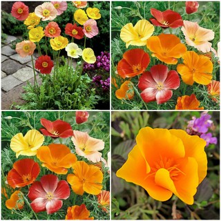 Hạt Giống Hoa Poppy Nhiều Mầu - Hoa Kim Anh