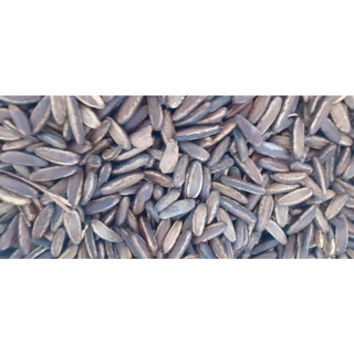 500gram hạt giống phượng vĩ
