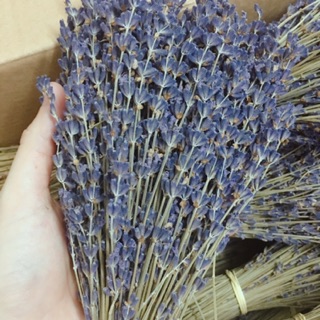 Hoa LAVENDER nhập khẩu Pháp