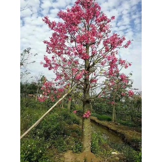 Cây giống hoa mỹ nhân