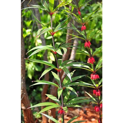 Hạt Giống Cây Hoàng tinh hoa đỏ KNS9 - Gói 10 hạt