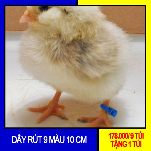 Túi dây rút nhựa 9 màu 2.5x100mm ; đánh dấu gà con, trang trí, không bay màu