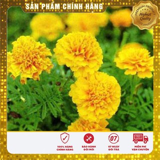 Hạt Giống Hoa Cúc Vạn Thọ Mỹ Mix -50 hạt