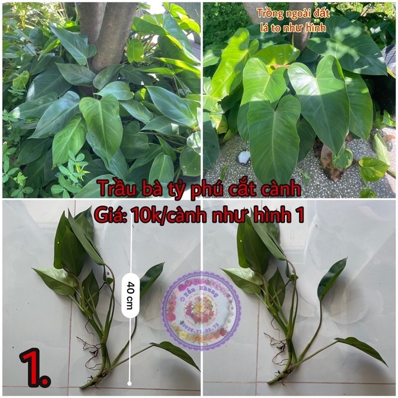Nhánh cây trầu bà tỷ Phú