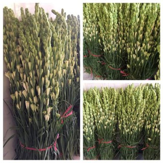 Củ giống hoa huệ kép trắng