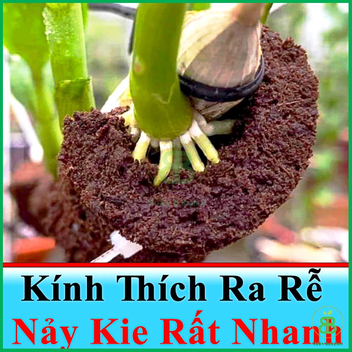 Viên Mút Ươm Kie Hữu Cơ Dành Cho Hoa Lan Phi Điệp Peatmoss Hà Lan