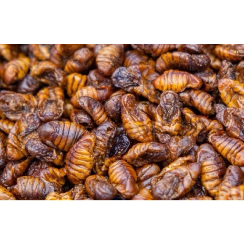 NHỘNG Tằm Sấy Khô 🐛 Thức Ăn Vỗ Béo cho Hamster, Bọ, Sóc Bông, Sóc Đất, Sóc Bay Úc
