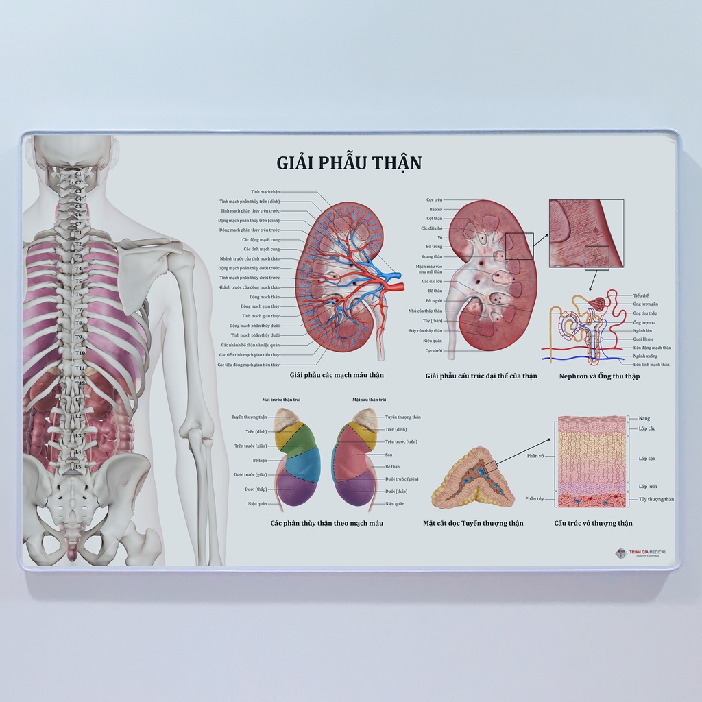 Tranh giải phẫu thận. 40x60cm. Ép gỗ phủ mica.