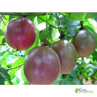 10 Hạt giống Chanh dây tím (tặng gói Kích nẩy mầm và Hướng dẫn) XTRA
