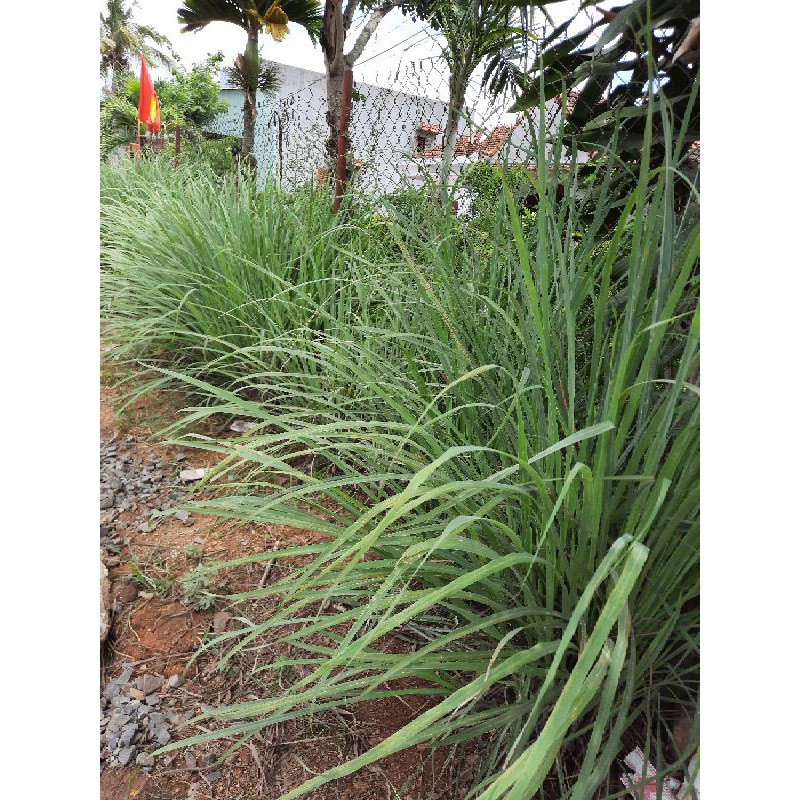 SẢ KHÔ GỘI ĐẦU TỐT CHO TÓC. 100GR