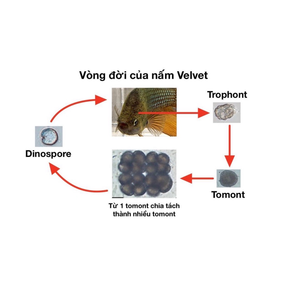 Anti - TTop - Para Chuyên chữa bệnh cá cảnh, hiệu quả, an toàn tuyệt đối