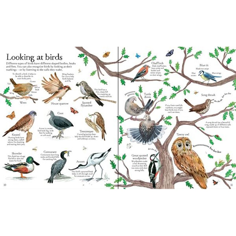 Sách - Anh: Big Picture Book Outdoors