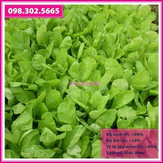 Hạt giống rau cải mơ cao sản gói 20gr, 50gr