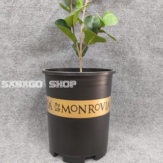 Chậu nhựa Monrovia 3 Galon Hàng VN chất lượng
