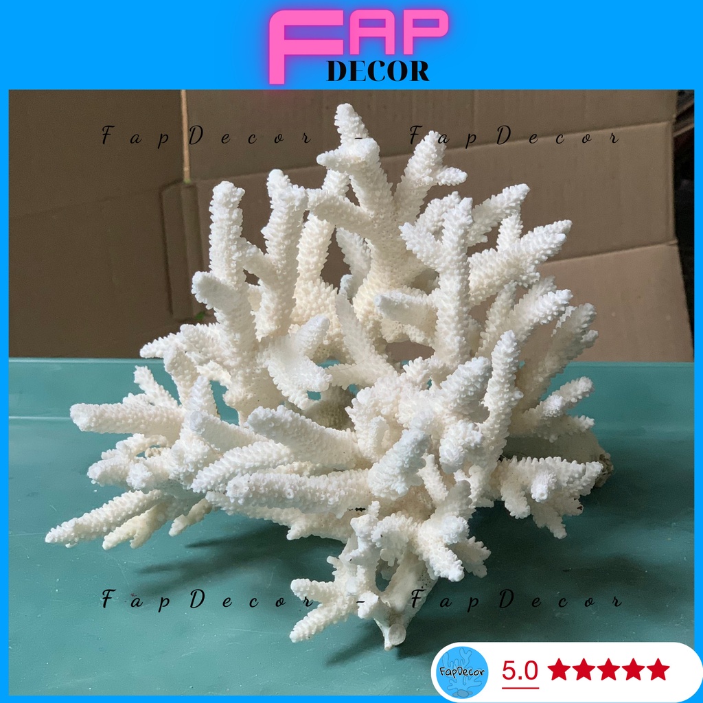 SAN HÔ BÔNG RẠN ĐŨA DẠNG CÂY CAO CẤP ĐẸP TRANG TRÍ THỦY SINH DECOR NHÀ CỬA