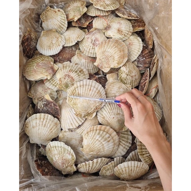 Hải sản nhập khẩu - Sò điệp Nhật nguyên con 7-8 con/kg - Hoả tốc giao ngay.