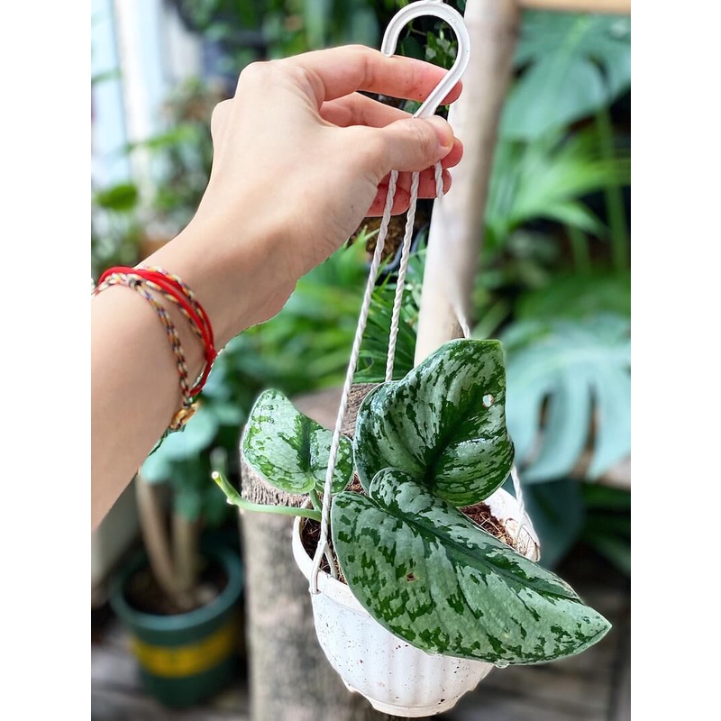 Cây Scindapsus pictus Exotica (Trầu Bà Exotica) chậu treo bí ngô 10cm