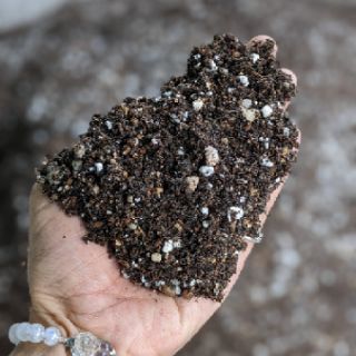 Đất trồng sen đá viên đất nung đá perlite đá nham thạch