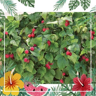 Hạt Giống Quả Mâm Xôi Đỏ - 10 Hạt F1
