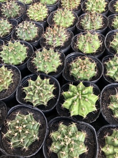 Gymno gieo hạt